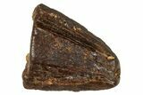 Tyrannosaur Tooth Tip - Judith River Formation #276433-1